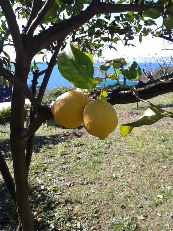 Le Clementine B&B Camogli Luaran gambar
